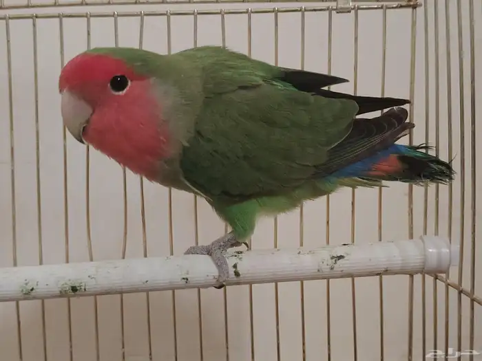 ببغاء روز 3