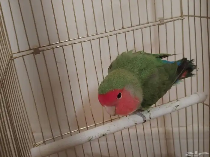ببغاء روز 1