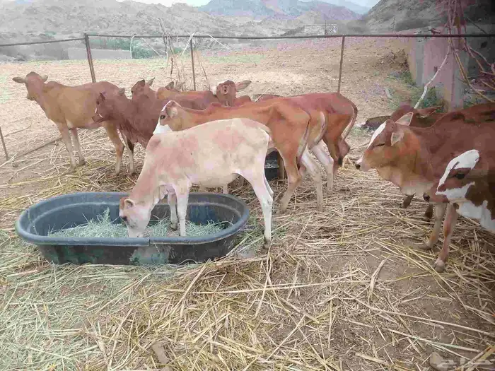 النوع خبيش للبيع 2