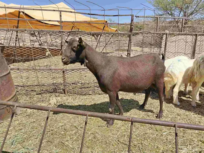 تيس مورسيانو اسباني 3