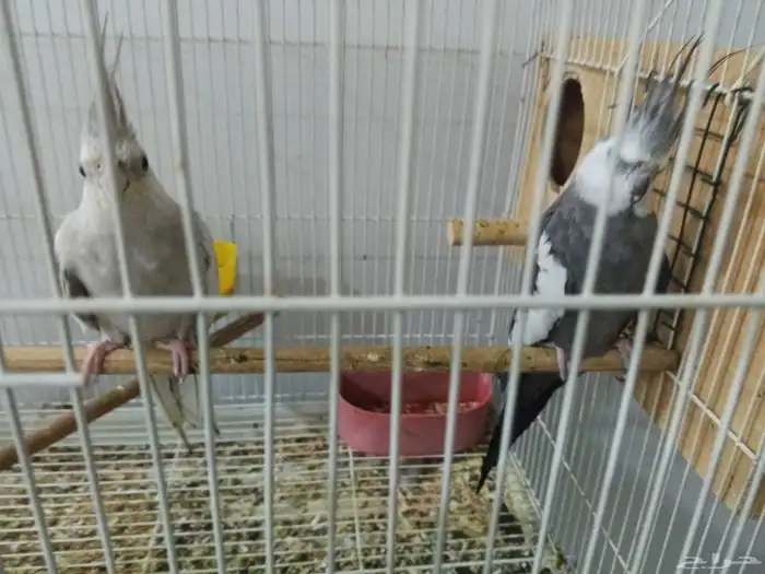 جوز كروان ورز 2