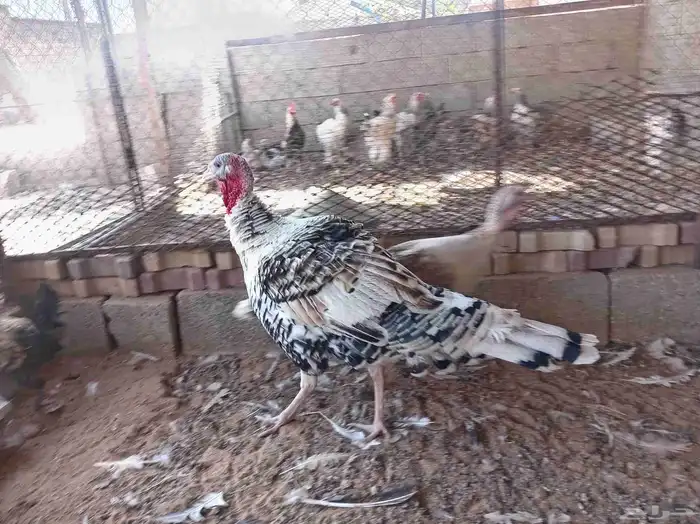 ديك رومي فراشه للبيع 2