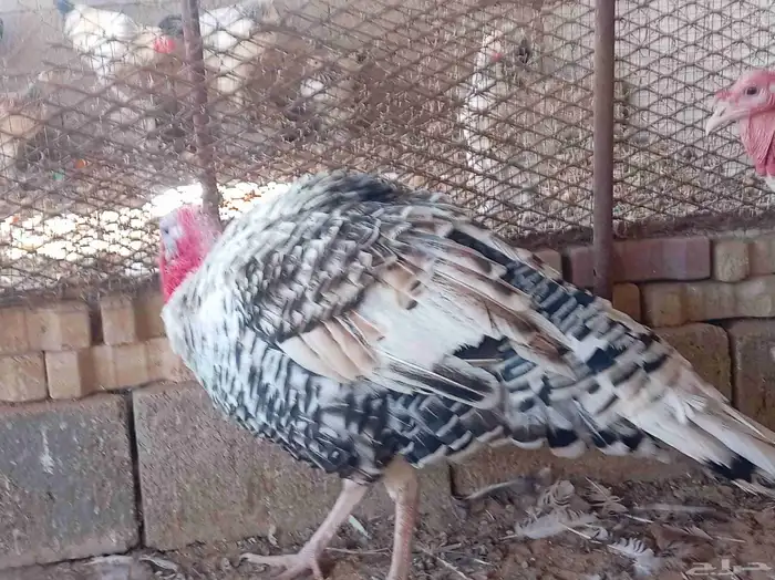 ديك رومي فراشه للبيع 0