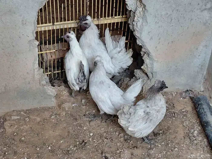 دجاج كويتي 1
