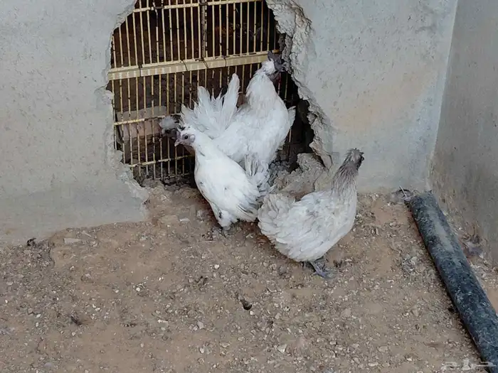دجاج كويتي 2