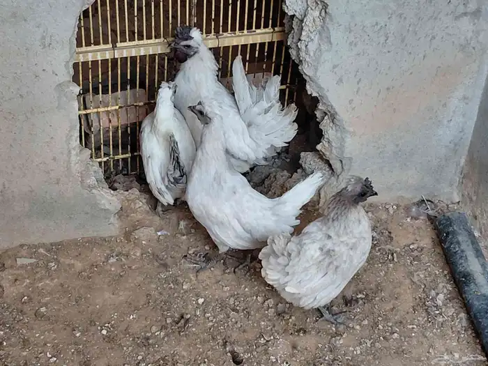 دجاج كويتي 0