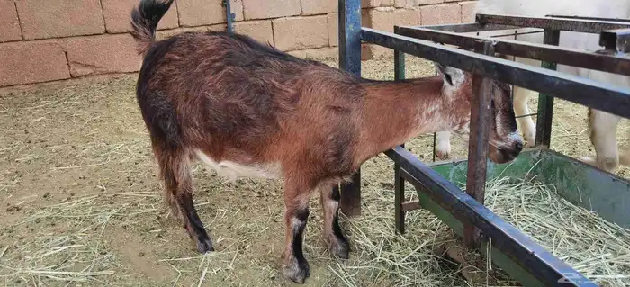 ماعز قزمي 4