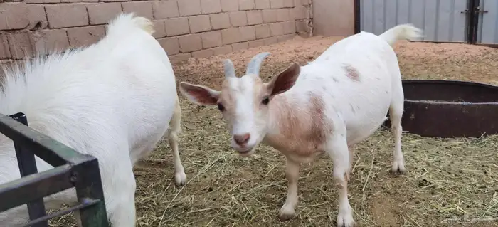 ماعز قزمي 1