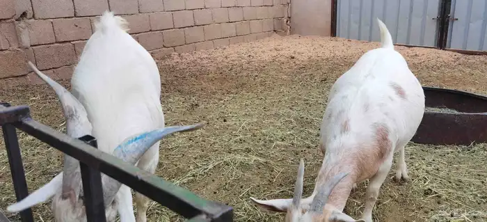 ماعز قزمي 2