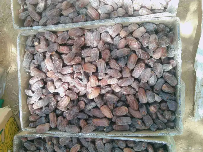 خضري الغاط 20طن 2