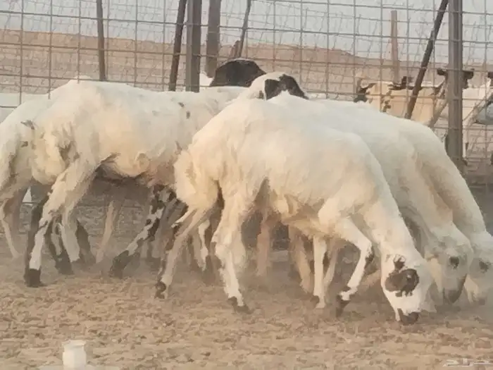 رخال رفيديه طيبه العدد 9 رووس 0