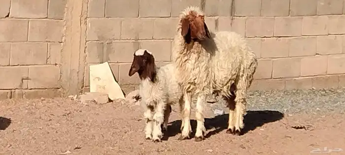 نعيمه والد خاروف عمرو شهرين السن ثنيه 2