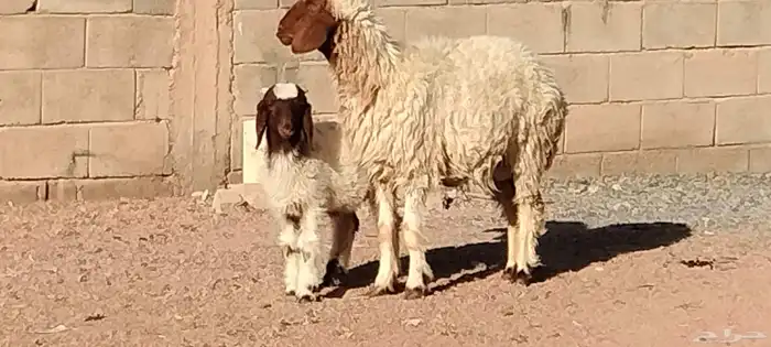 نعيمه والد خاروف عمرو شهرين السن ثنيه 0