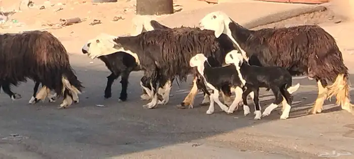 نجد ولد العدد 4 يتبعهن 4 روم وديد سلم 3