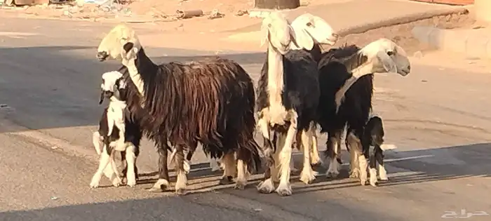 نجد ولد العدد 4 يتبعهن 4 روم وديد سلم 6