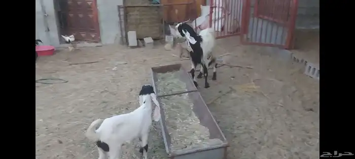 معزة عوارض الاحساء الهفوف 9