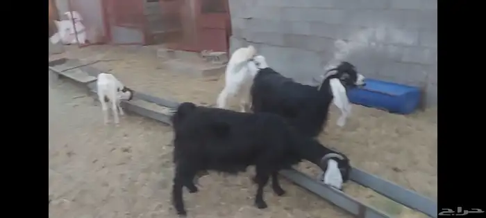 معزة عوارض الاحساء الهفوف 3