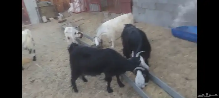 معزة عوارض الاحساء الهفوف 4