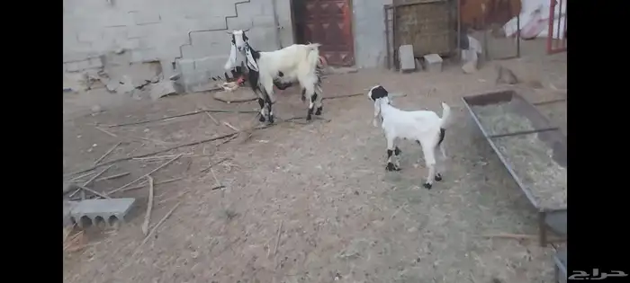 معزة عوارض الاحساء الهفوف 8