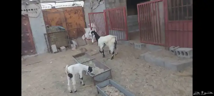 معزة عوارض الاحساء الهفوف 6