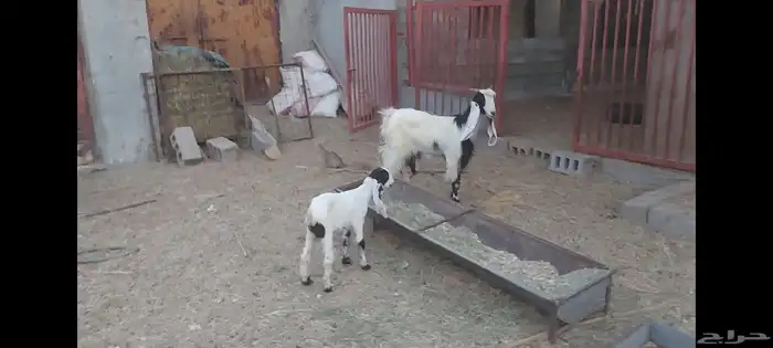 معزة عوارض الاحساء الهفوف 5