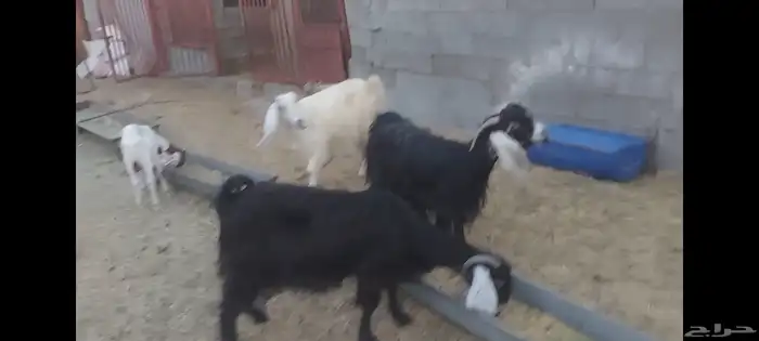 معزة عوارض الاحساء الهفوف 0