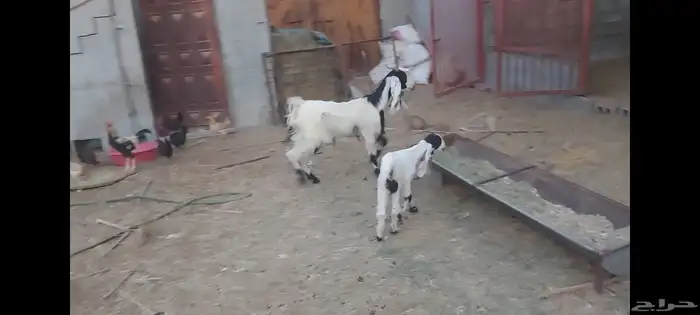 معزة عوارض الاحساء الهفوف 7