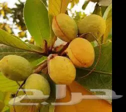 شتلات جوافه تايلندي حجم سوبر جامبو ولوز بجلي اصفر 5