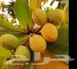 شتلات بيذام عماني اصفر لوز بجلي وشتلات فاكهه التنين 0
