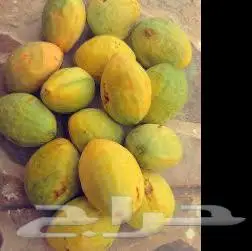 شتلات بيذام عماني اصفر لوز بجلي وشتلات فاكهه التنين 3