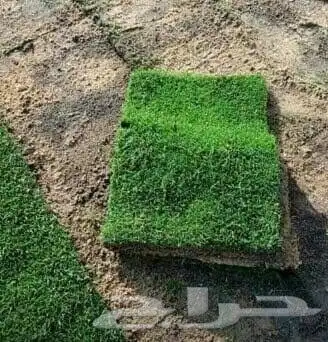 نجيله طبيعيه مع احواض زراعيه تربه زراعيه سافي وتربطيني ومواد 1