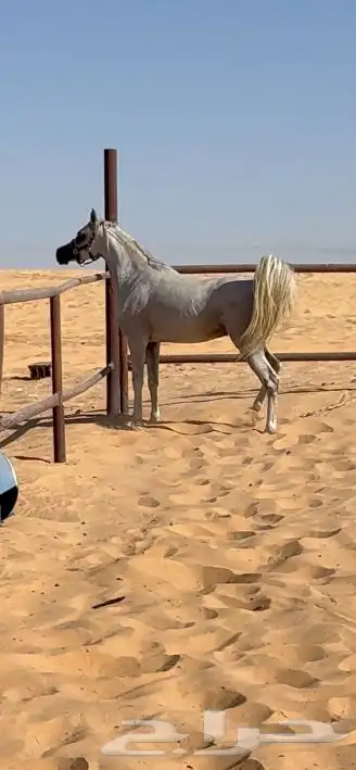 حصان واهو مصري بيور 5