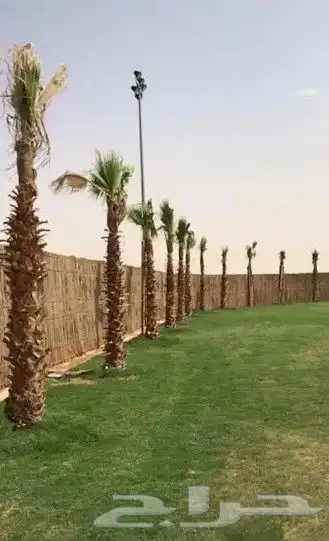 مظلات خيزران شكل الجديد 1