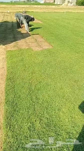 نجيله طبيعيه مع احواض زراعيه تربه زراعيه سافي وتربطيني ومواد 8