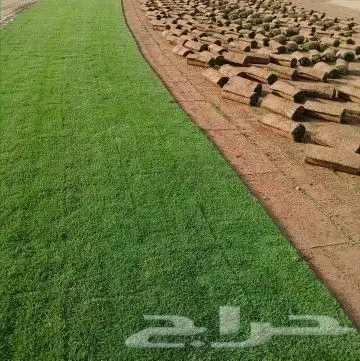 نجيلهc2000 طبيعي كميات نجيل سي الفين 2