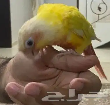صن شيك كنيور 2