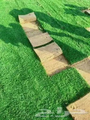 نجيله طبيعيه مع احواض زراعيه تربه زراعيه سافي وتربطيني ومواد 2
