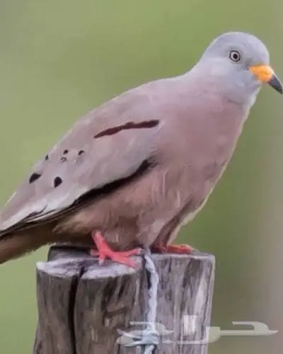 طيور دوف يمام الضفدع 0