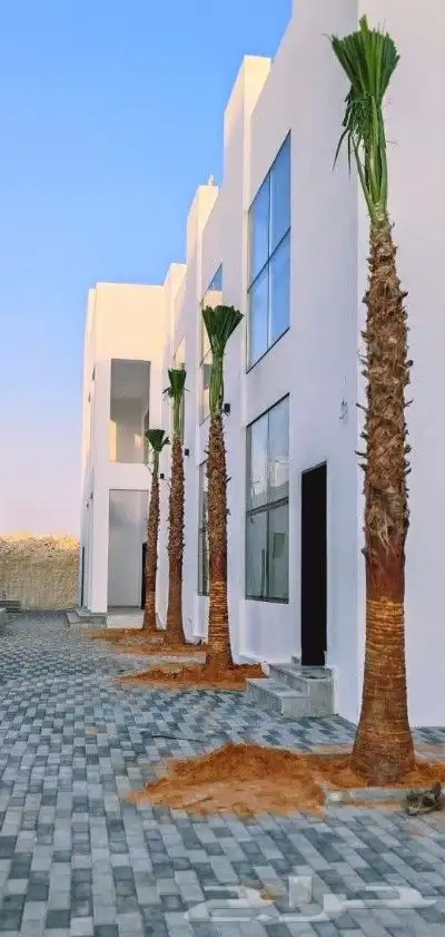 نخل واشنطني زينه جميع المقاسات متوفره ابو مروحه 4