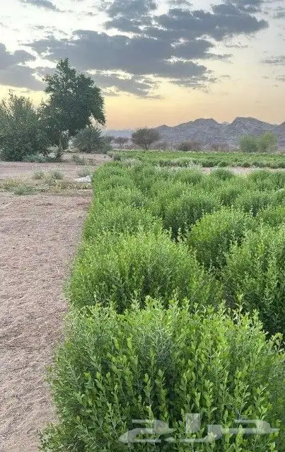 حناء وسدر ومشاط تخفيض للكميات توصيل جميع مناطق المملكة 0
