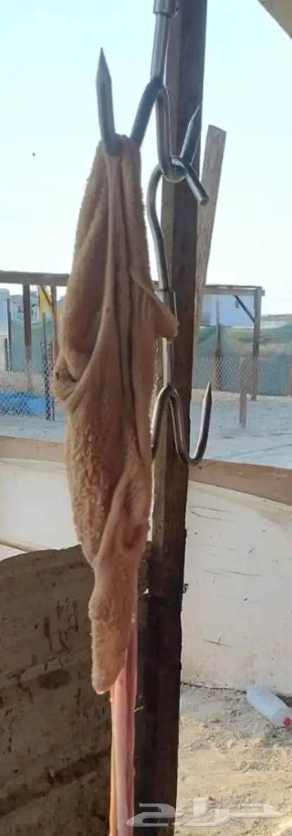 ذبايح 5
