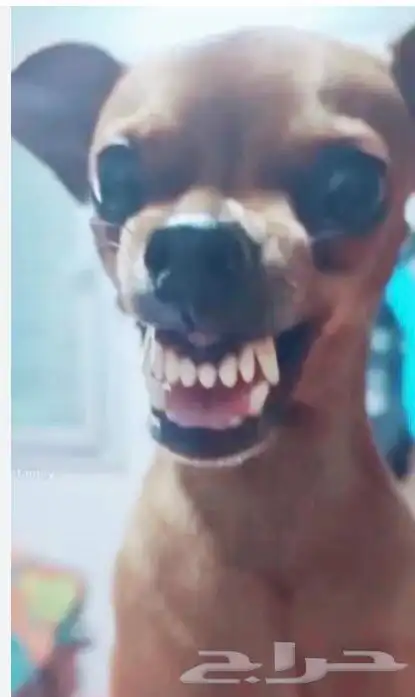 كلب فنان مجاني 0