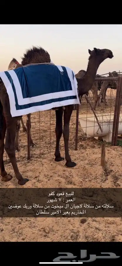 قعود مجهم كفو 0