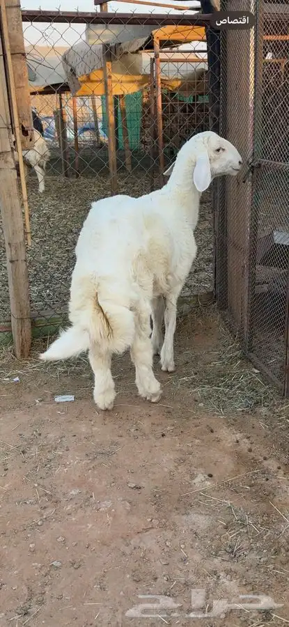 خروف حري استفسار 0