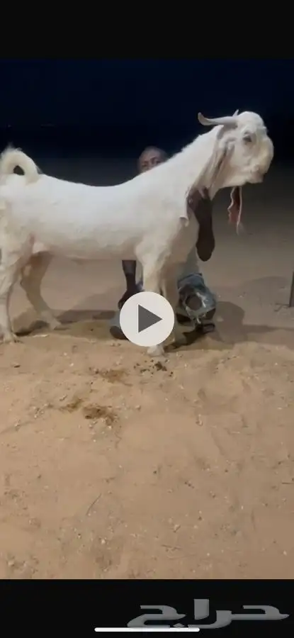 جذع خصم قريع حار 2