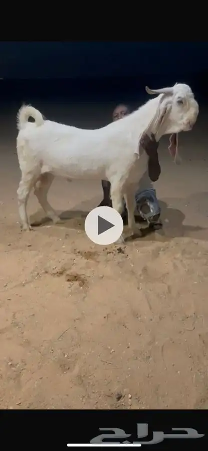 جذع خصم قريع حار 1