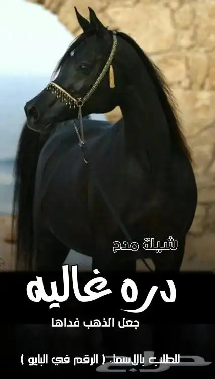 شيلات زفات بالاسماء حسب الطلب 4