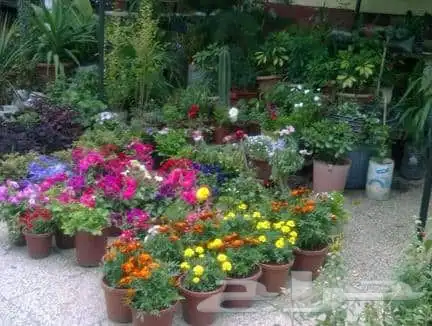 تنسيق الحدائق المنزلية 16