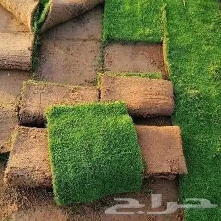 نجيله طبيعيه مع احواض زراعيه تربه زراعيه سافي وتربطيني ومواد 5