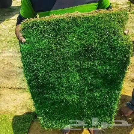 نجيله طبيعيه مع احواض زراعيه تربه زراعيه سافي وتربطيني ومواد 3